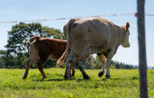 Felckvieh Mutterhkuh mit Kalb auf Weide | © Land schafft Leben