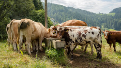 Ochsen auf der Weide | © Land schafft Leben