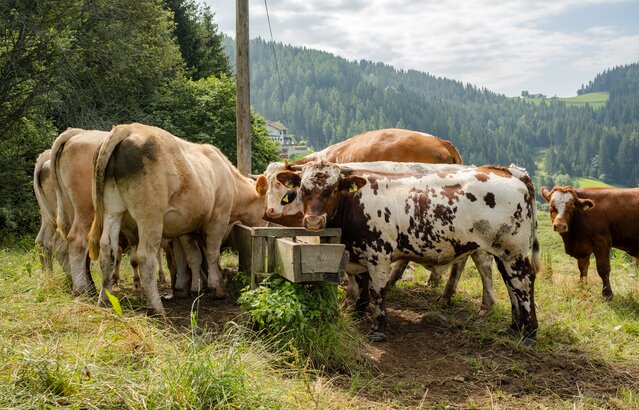 Ochsen auf der Weide | © Land schafft Leben