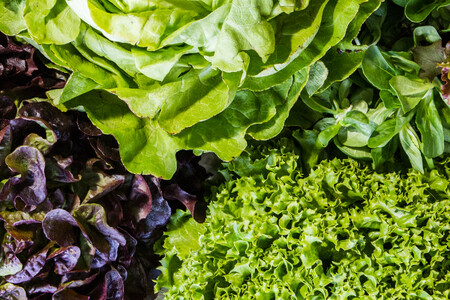 salat | © Land schafft Leben, 2017