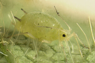 © Von Claudio Gratton, University of Wisconsin - http://www.planthealth.info/images/high_res/aphid_oneil_highres.jpg, Attribution, https://commons.wikimedia.org/w/index.php?curid=5882415