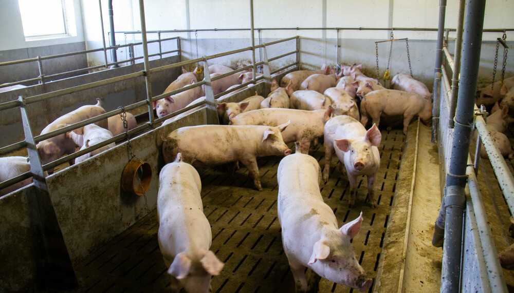 Mehrere Schweine im Stall | © Land schafft Leben