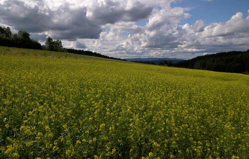 blühendes, gelbes Senffeld in Österreich | © Land schafft Leben