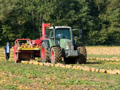 Traktor erntet Ölkürbisse | © Stefan Kristoferitsch