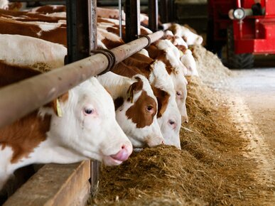 Mastrinder | © Land schafft Leben