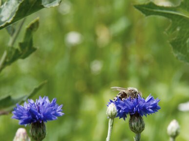 Biene auf blauer Blüte | © Land schafft Leben