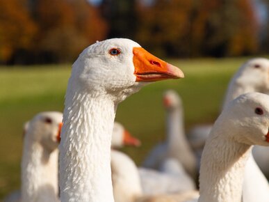 Gänse im Freiland | © Land schafft Leben